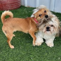 Pensions-for-small-Dogs